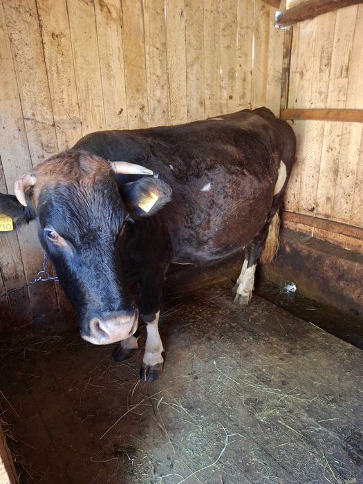 Vaca de vanzare