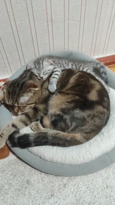 Продам котёнка скоттиш фолд