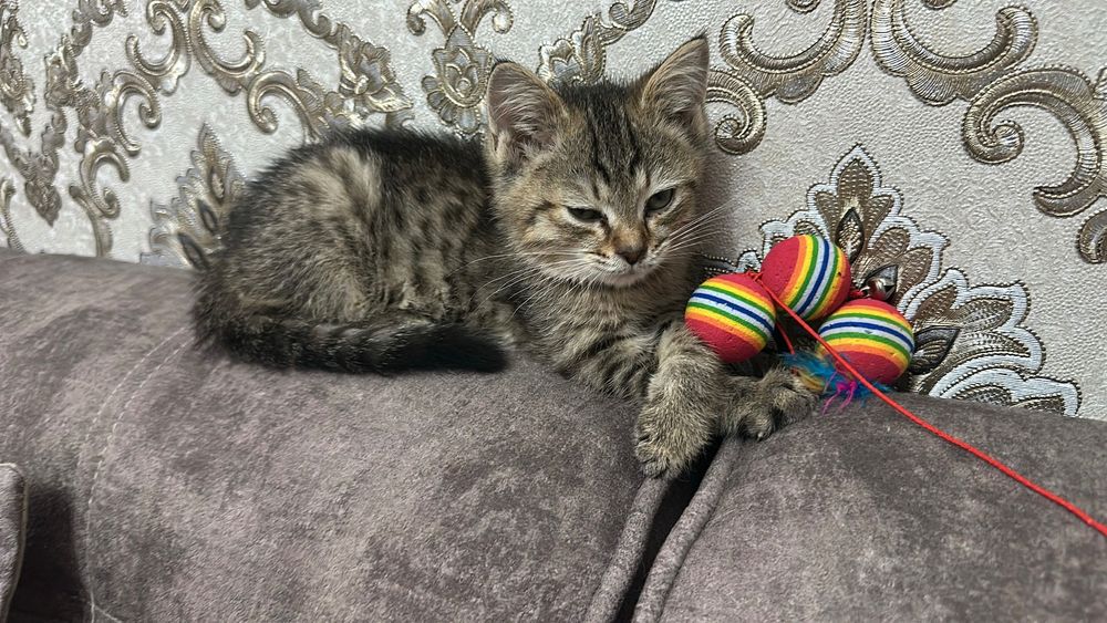 Котята в любящую семью