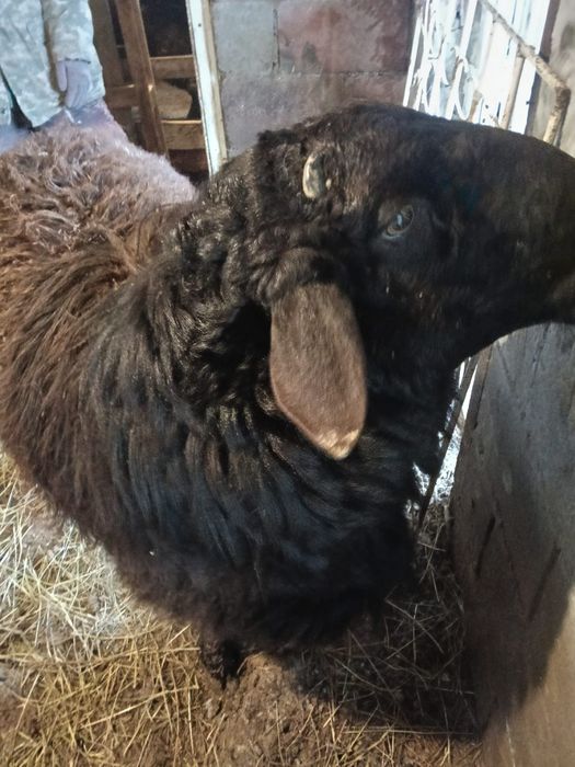 Продам Кошкара или есть вариант обмена