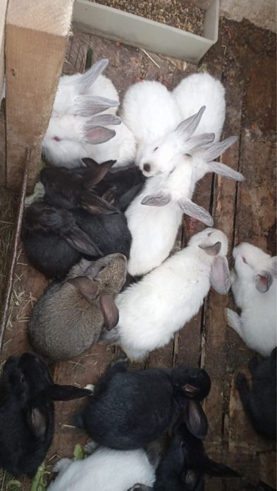 Кролики, мясной породы