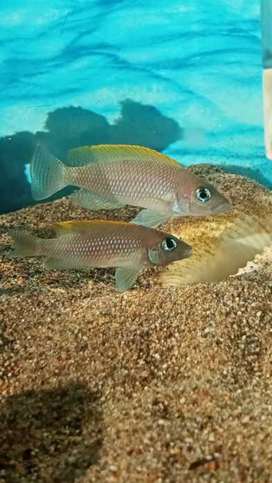 Мальки неолампрологус крапчатохвостый