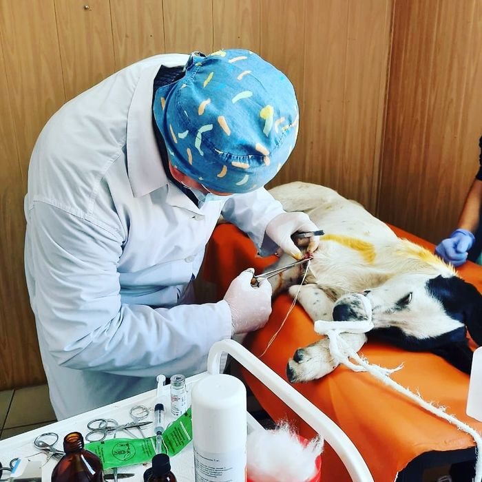 Ветеринарная клиника Doctor Vet!