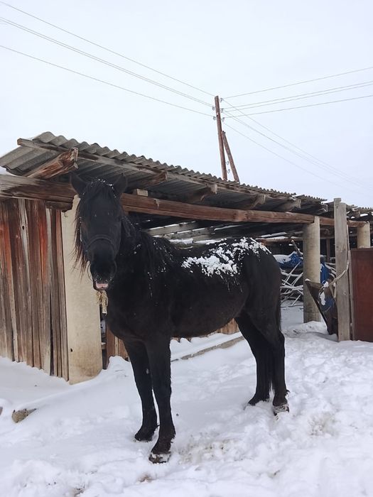 Продаётся хорошо откормленный жеребец!!!