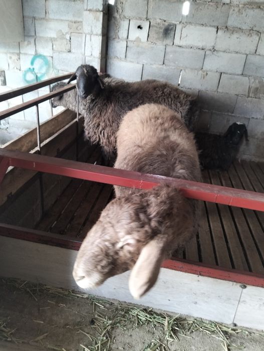 Қоилар ,қозылы қоилар тоқтылар