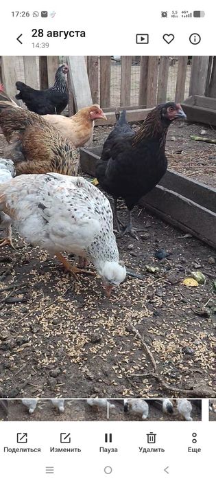 Продам кур петухов