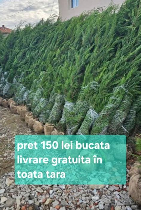 Leylandy disponibil mărime  mare