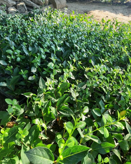 Лигуструм  в саксийки- жив плет