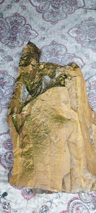 Окаменелое дерево