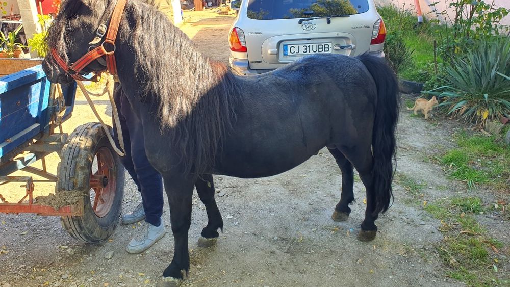 Ponei de vânzare
