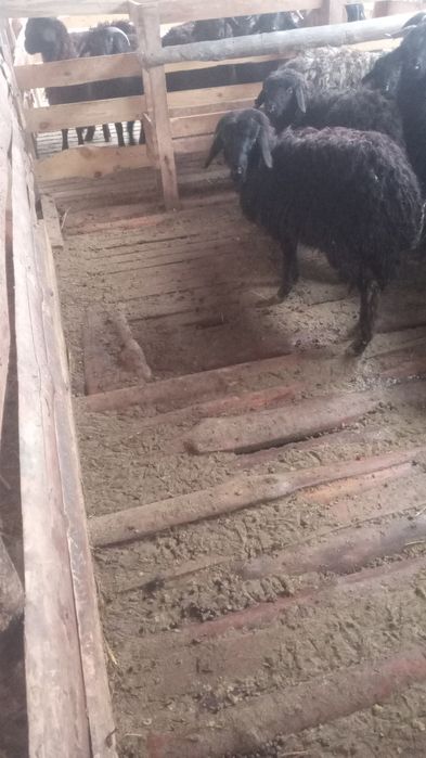 Буаз қойлар сатылады