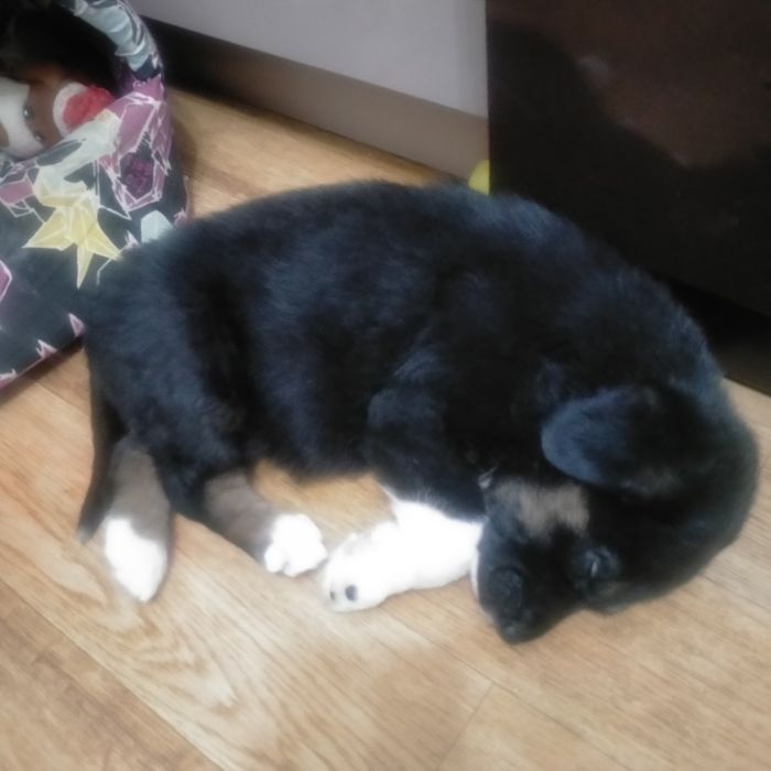 Щенок в добрые руки