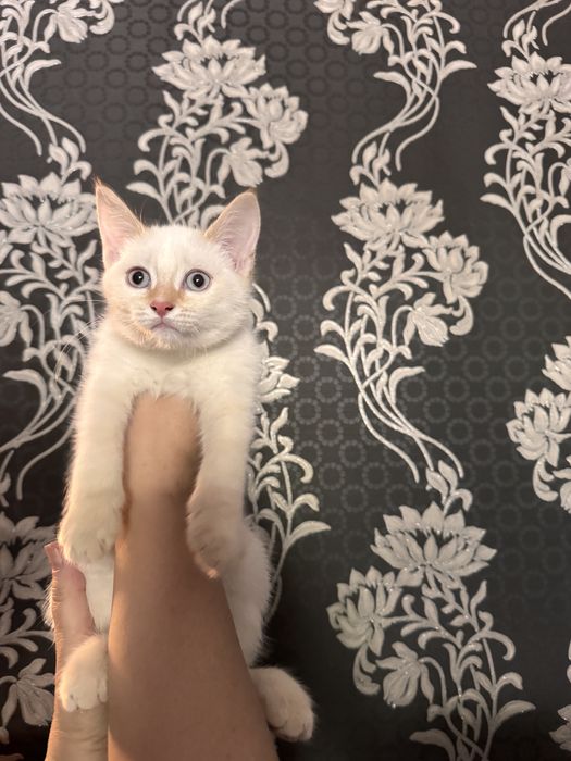 Котенок в хорошие руки