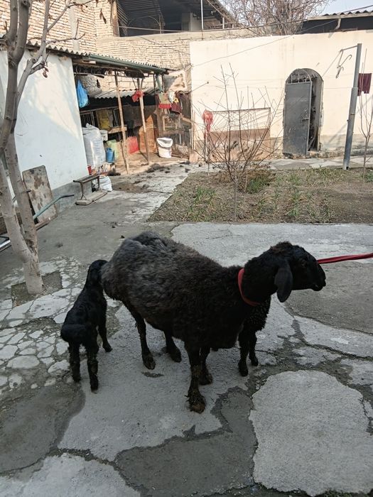 Bolalik qoy 2 ta bollasi