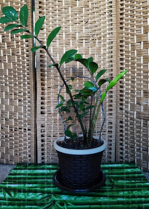 Замиокулькас "Долларовое дерево"+ Фикус Бенджамина