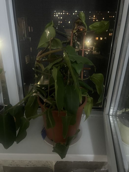 Комнатные цветы