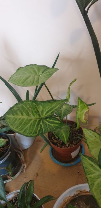 Комнатные цветы  по 2000