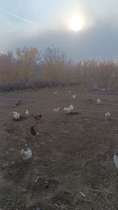 Петушков Срочно продам 1000