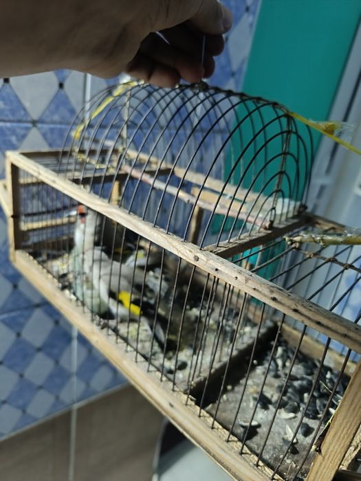 Щегол на продажу