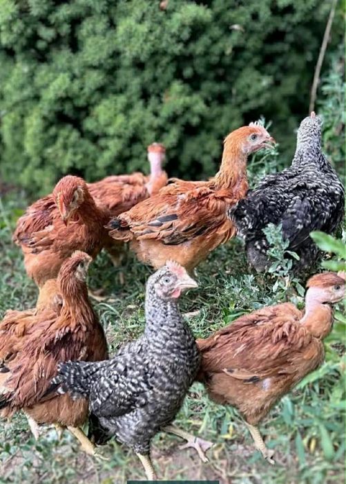 Vand pui albi si rasa mixta