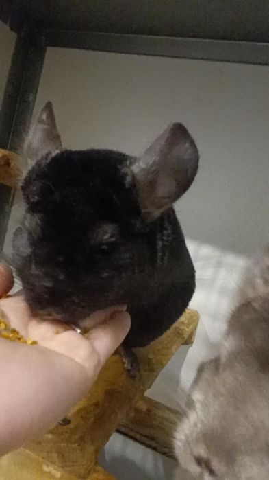 Chinchilla negru m.4ani
