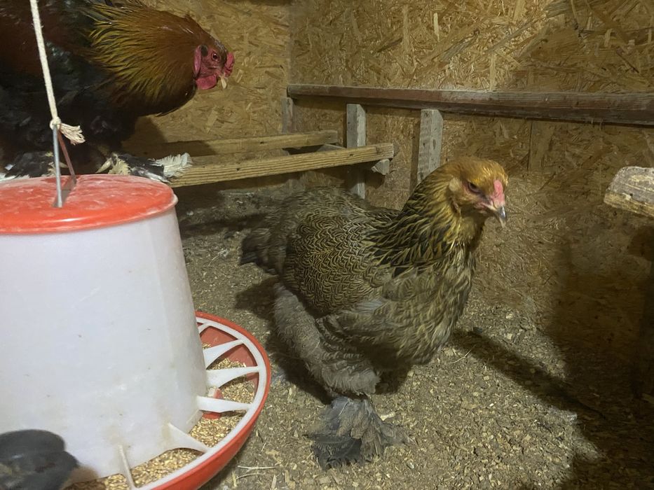 Брама куропчатая