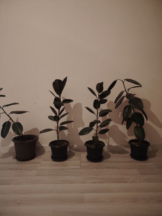 Продам фикусы для дома