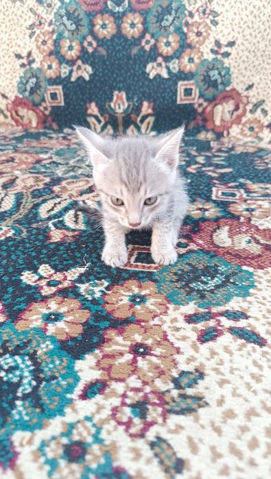 Отдам котята в хорошие руки