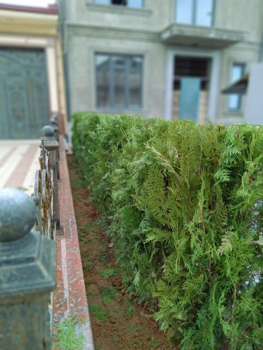 Сасна. Туя зелёный забор учун Можовелник , хлма хил турда.