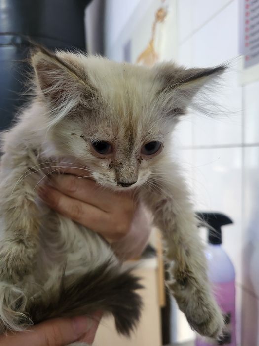 Отдам котят в добрые руки