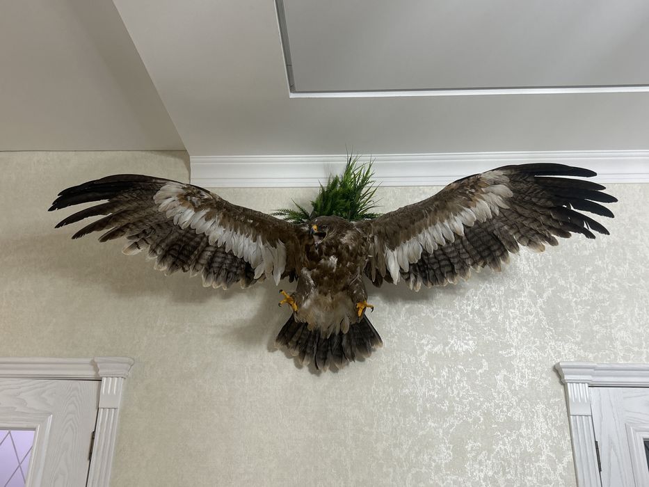 Бүркіт 50️⃣0️⃣0️⃣0️⃣0️⃣тг.