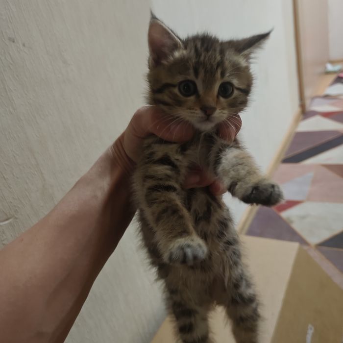 Отдам Котенки в хорошие руки