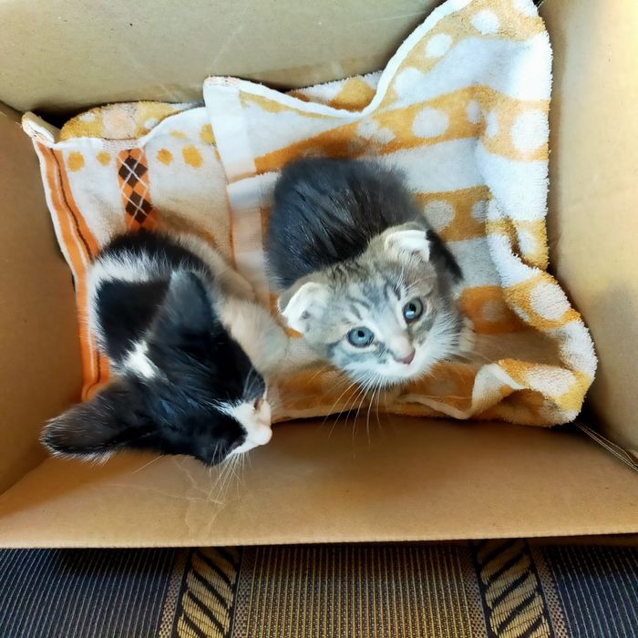 Отдам бесплатно Котят в добрые руки.