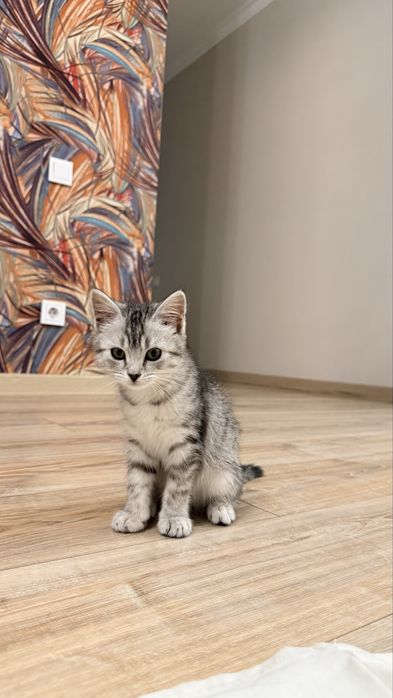 Продам котенка девочка