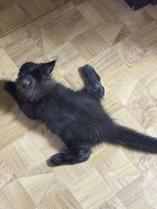 Продам котенка мейнкуна мальчик