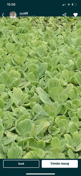 50 lei / 20 buc. Zambile amazoniene, salata de Nil, Egeria, plante de apa.