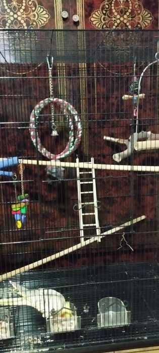 Клетка с кареллой.