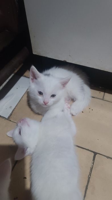Продам котят белых!