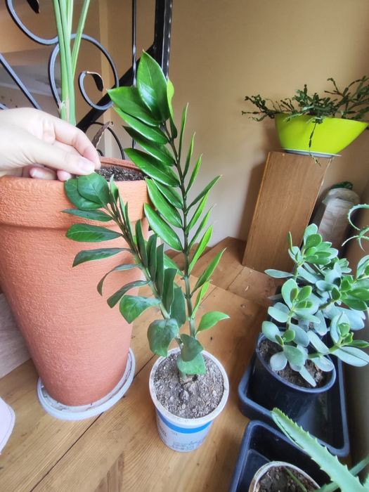 Денежное дерево толстянка