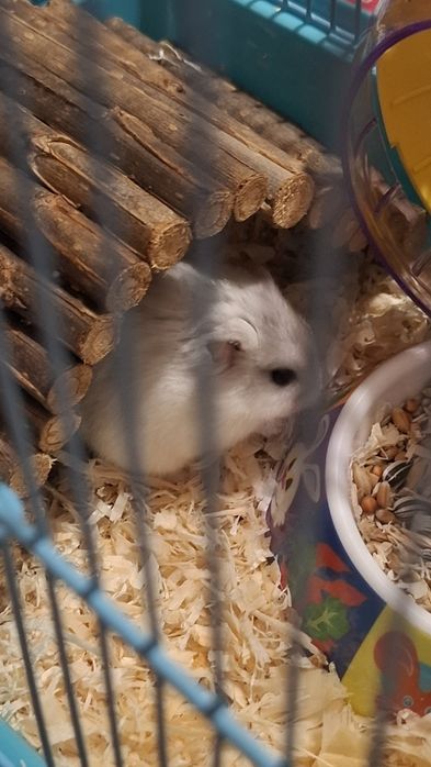 Hamster pitic  de cateva luni