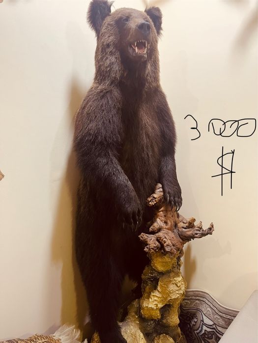 Tirik hayvonlarni mulyaji sovg’agayam Ajoyib tanlov