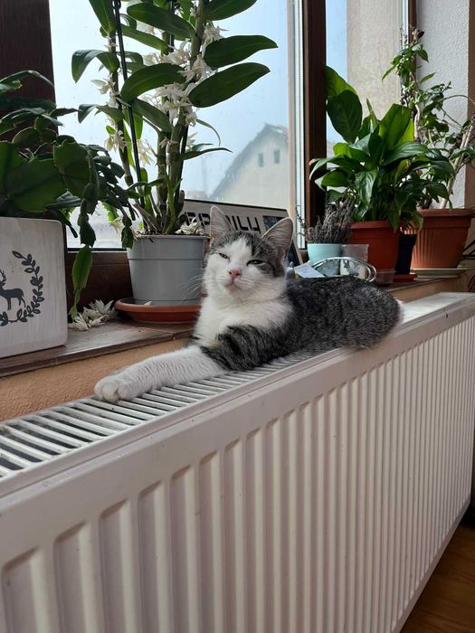 Donez pisica de 5 luni