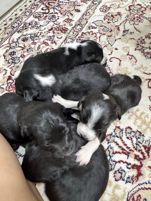 Щеночки звоночки.