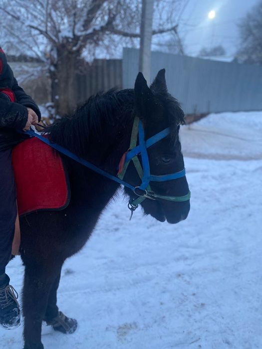 Жабағы сатылады арзан