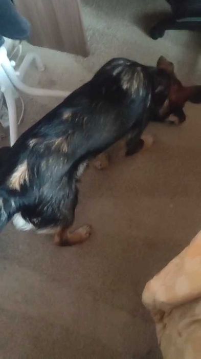 Чья потеряшка? Ищем владельца!