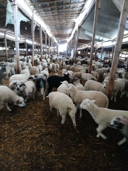 Miei de vânzarede la 20kg până la50kg