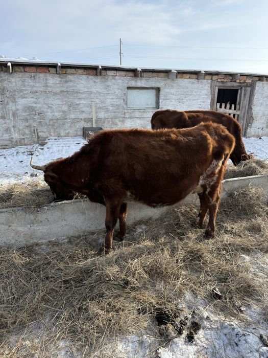 Продам КРС быки бычки коровы первотелки