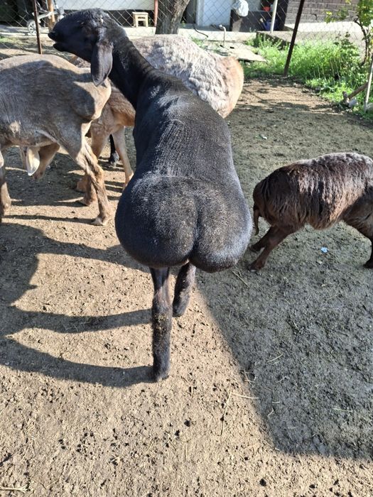 Қой гиссар, 8 айлық үлкен қошқар