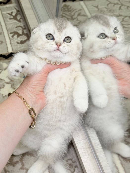 Котята чистокровные