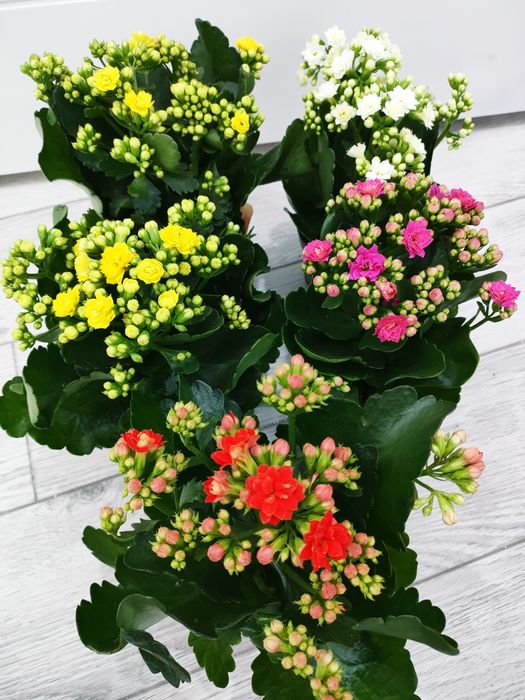 Комнатные цветы.  Есть доставка